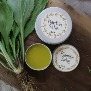 Plantain Salve in sizes of 1 ounce or 2 ounces.